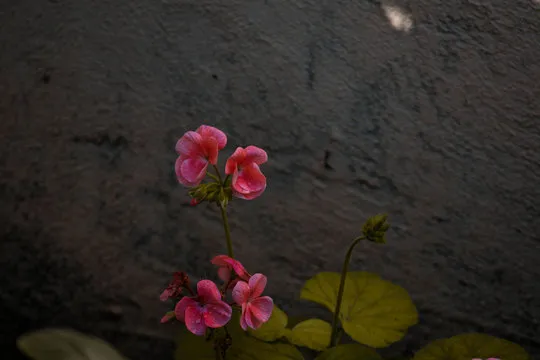 澳洲幸运走势图分析